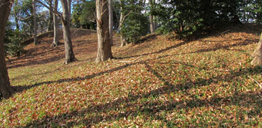 �H�t�R�Q�����i�C�V���s�j