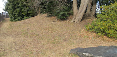 �H�t�R�T�����i�C�V���s�j